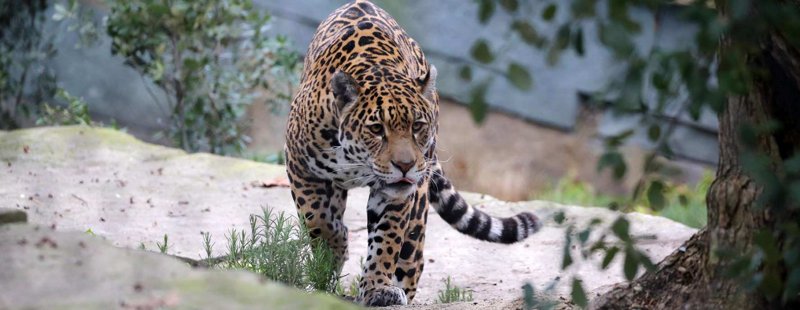 Artis Zoo