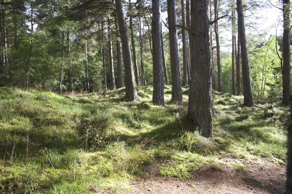 Amsterdamse bos
