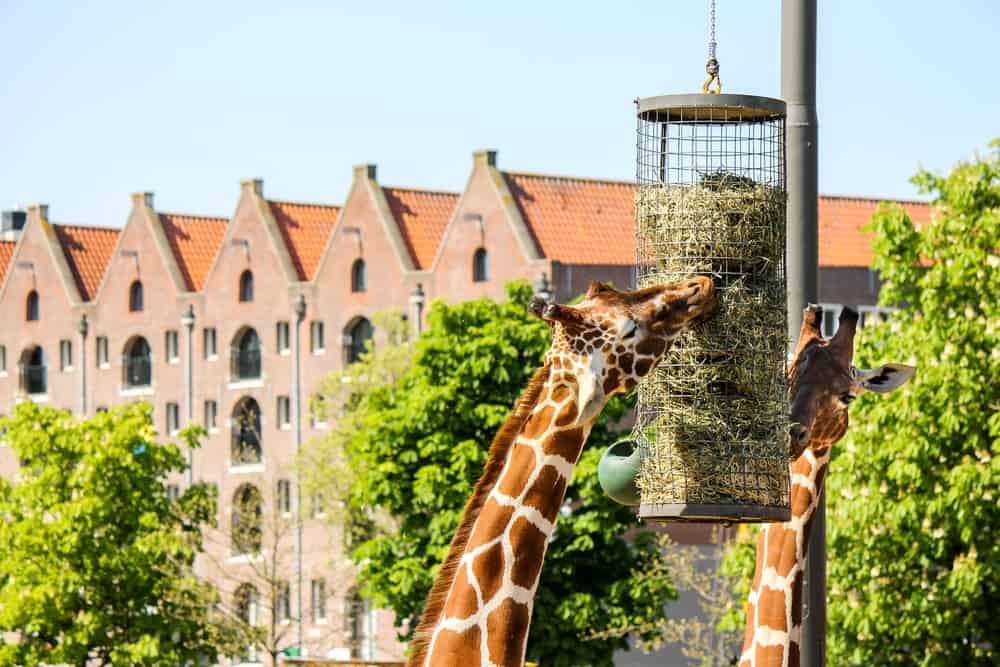 Giraffen eten gras in dierentuin Artis Amsterdam