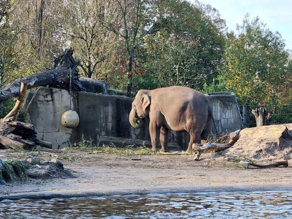 Etende olifant in Artis Amsterdam