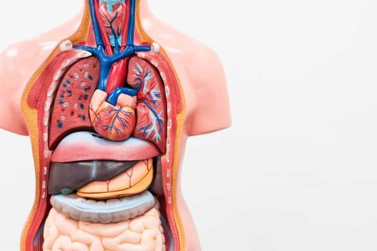 Anatomy of the body