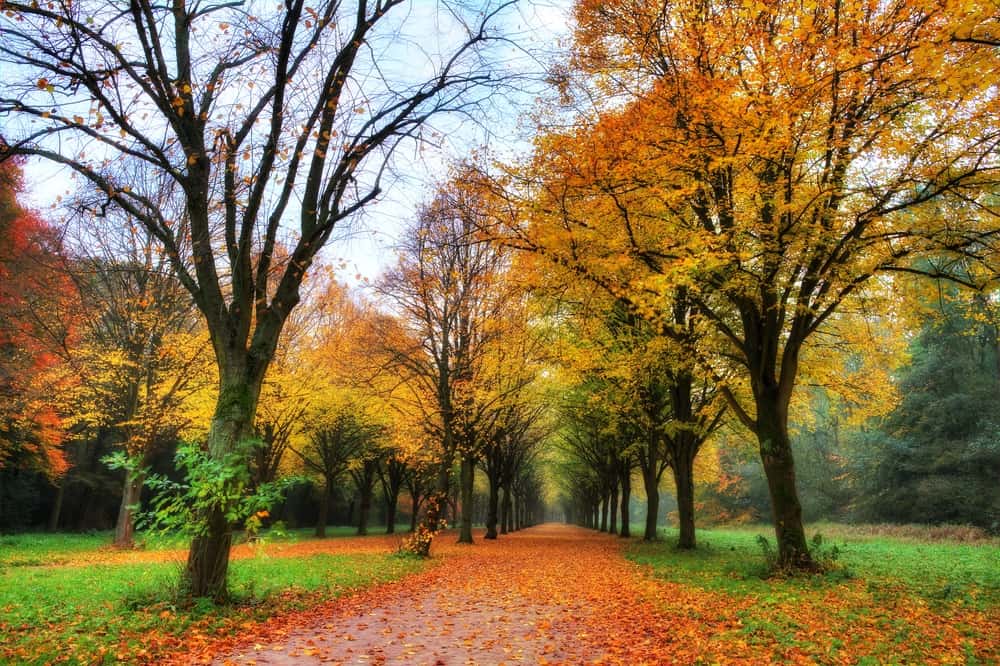 Amsterdamer Wald