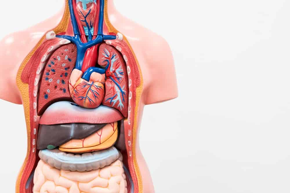 Anatomie van het lichaam