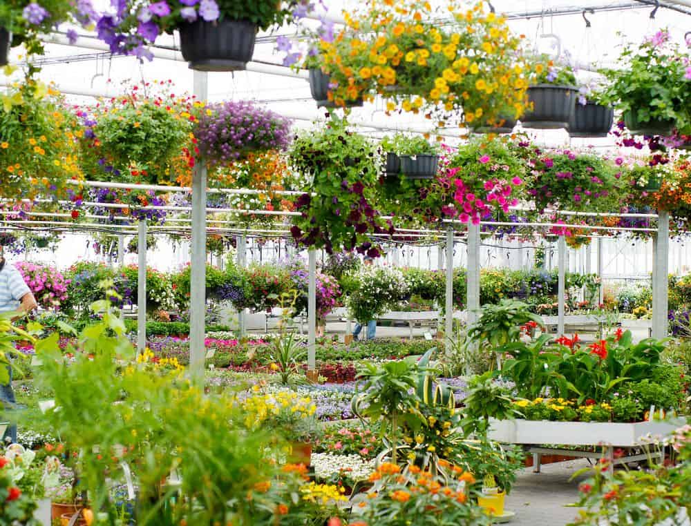 Nursery garden